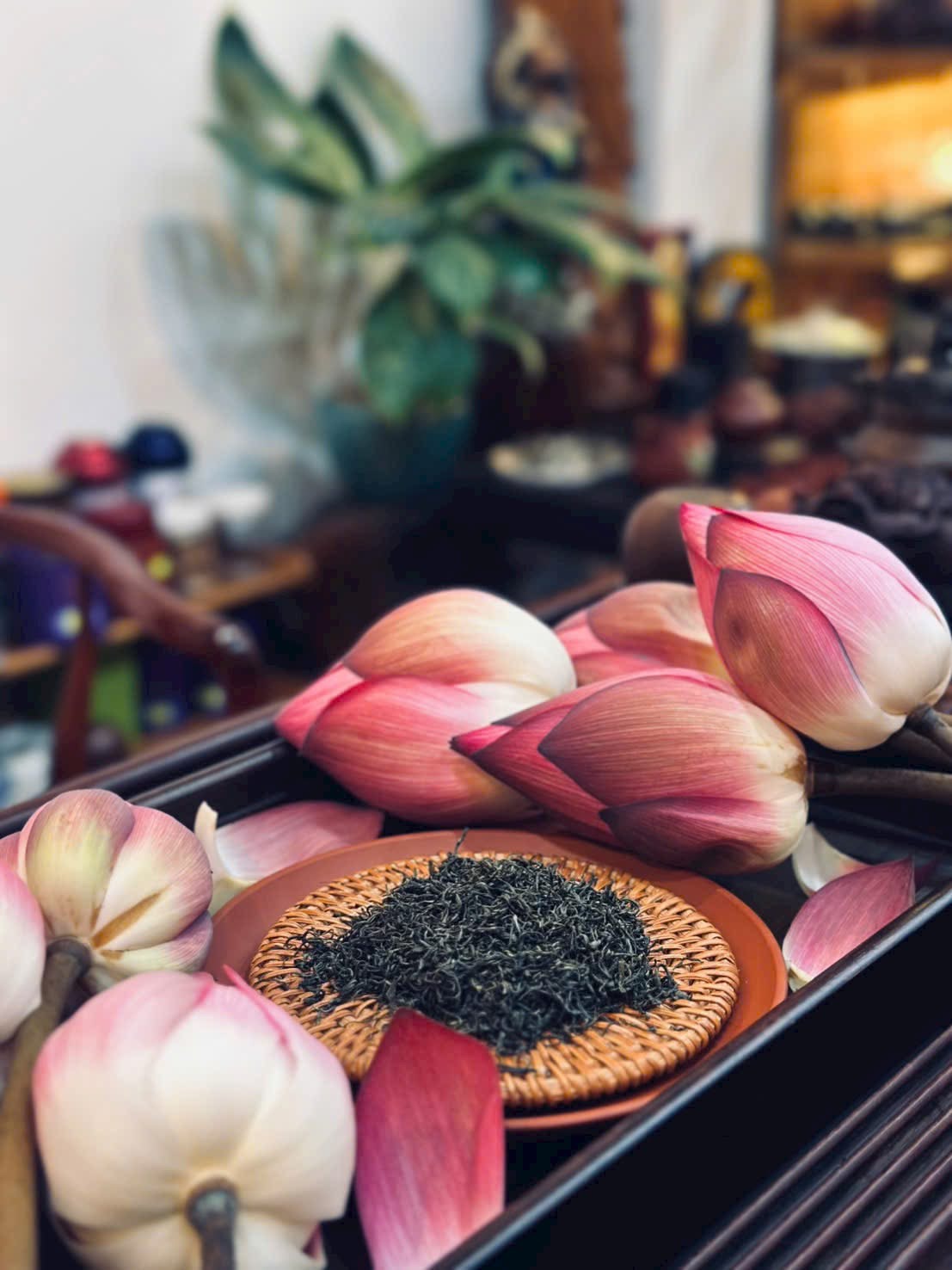 TRÀ SEN TƯƠI TỰ NHIÊN BÚP LỚN 8G - TRÀ THANH MÁT - GIẢI ĐỘC GAN (TRÀ TƯƠI CẤP ĐÔNG)