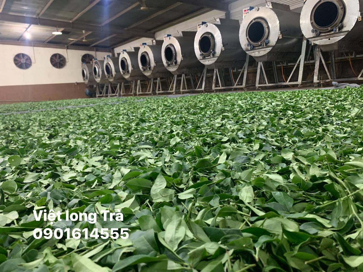 chế biến trà ô long